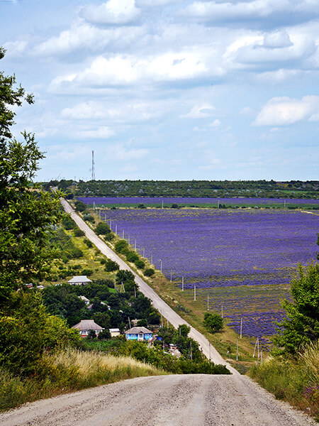 Fields of Lavender